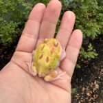 Mutant Pacman Frog #3 (Ceratophrys cranwelli)