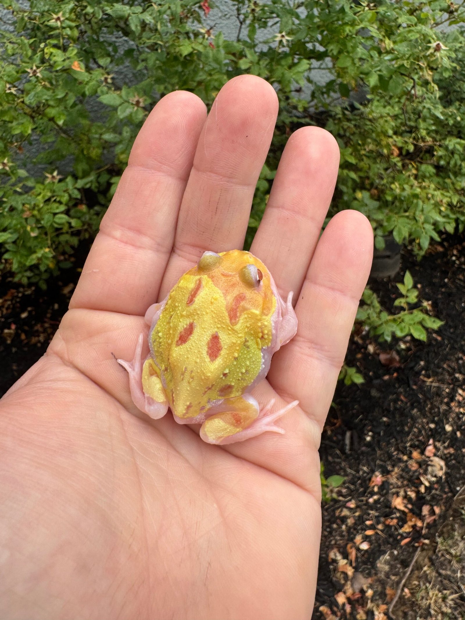 Mutant Pacman Frog #3 (Ceratophrys cranwelli)