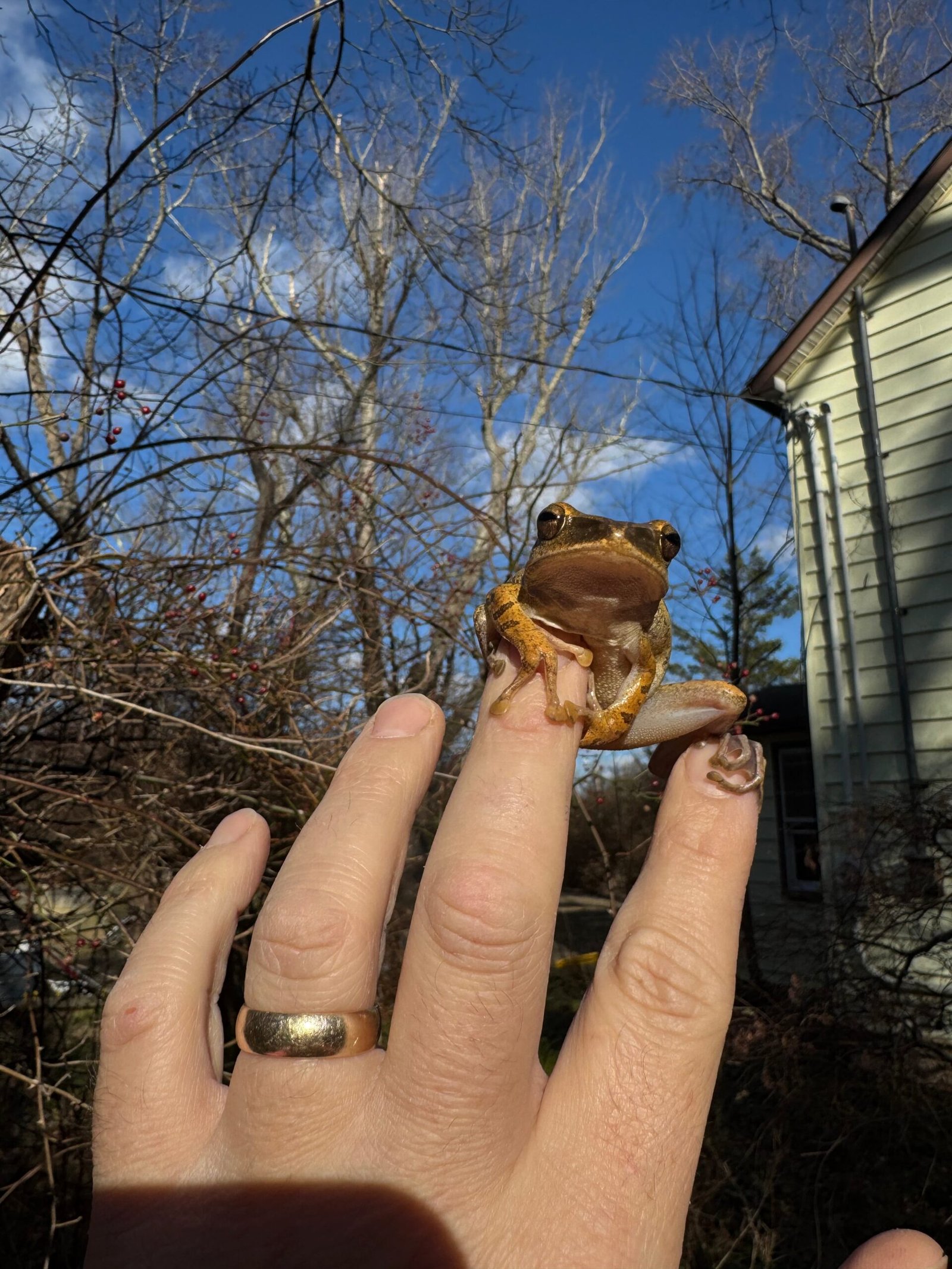 Golden Gliding Tree Frog (Polypedates leucomystax) - Image 6