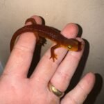California Orange Bellied Newt Adults (Taricha torosa)