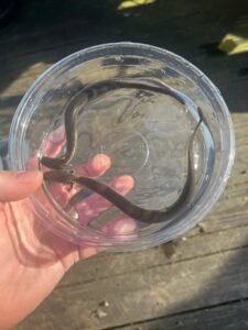 Lesser Dwarf Siren (Siren intermedia)
