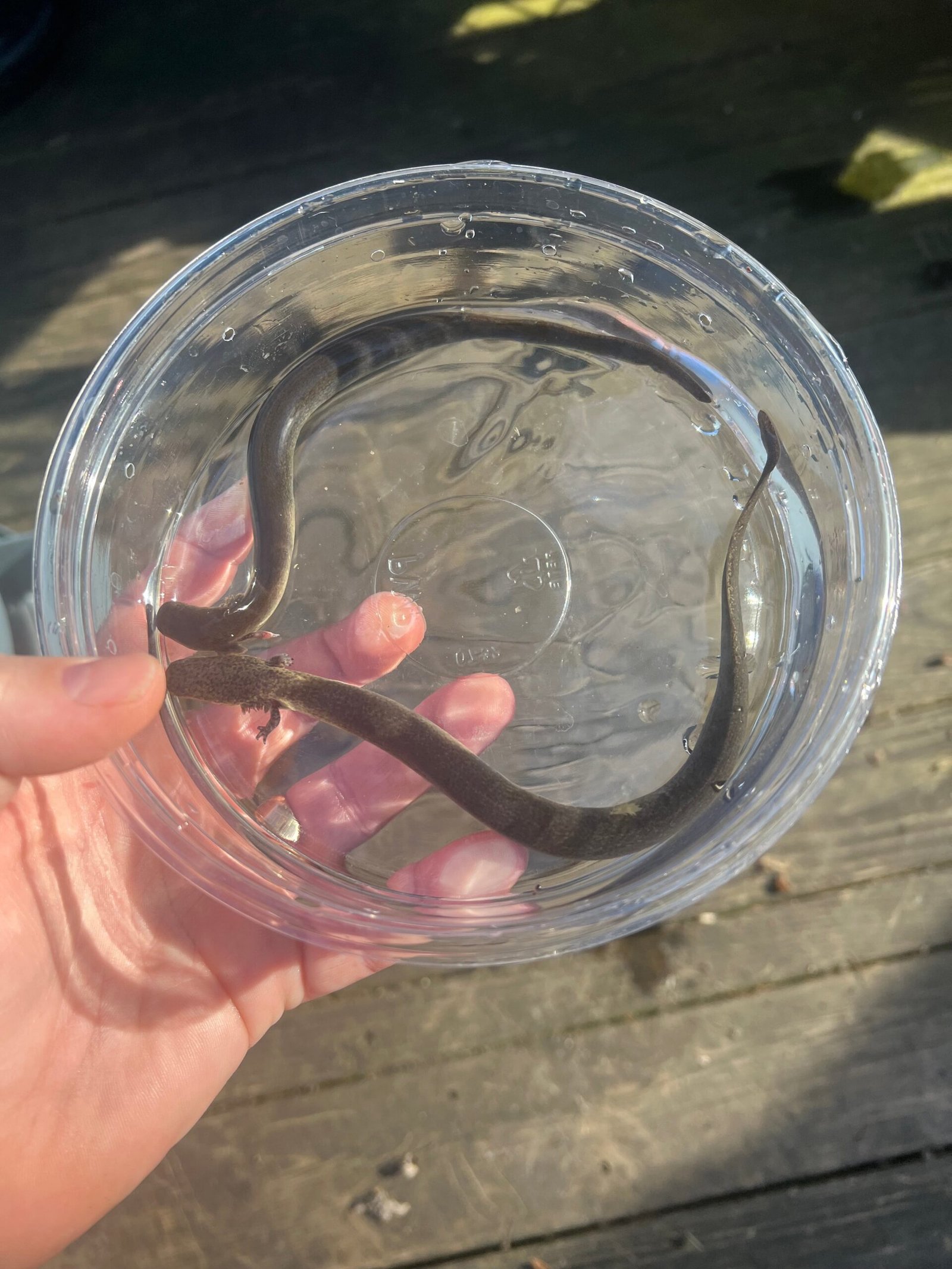 Lesser Dwarf Siren (Siren intermedia)