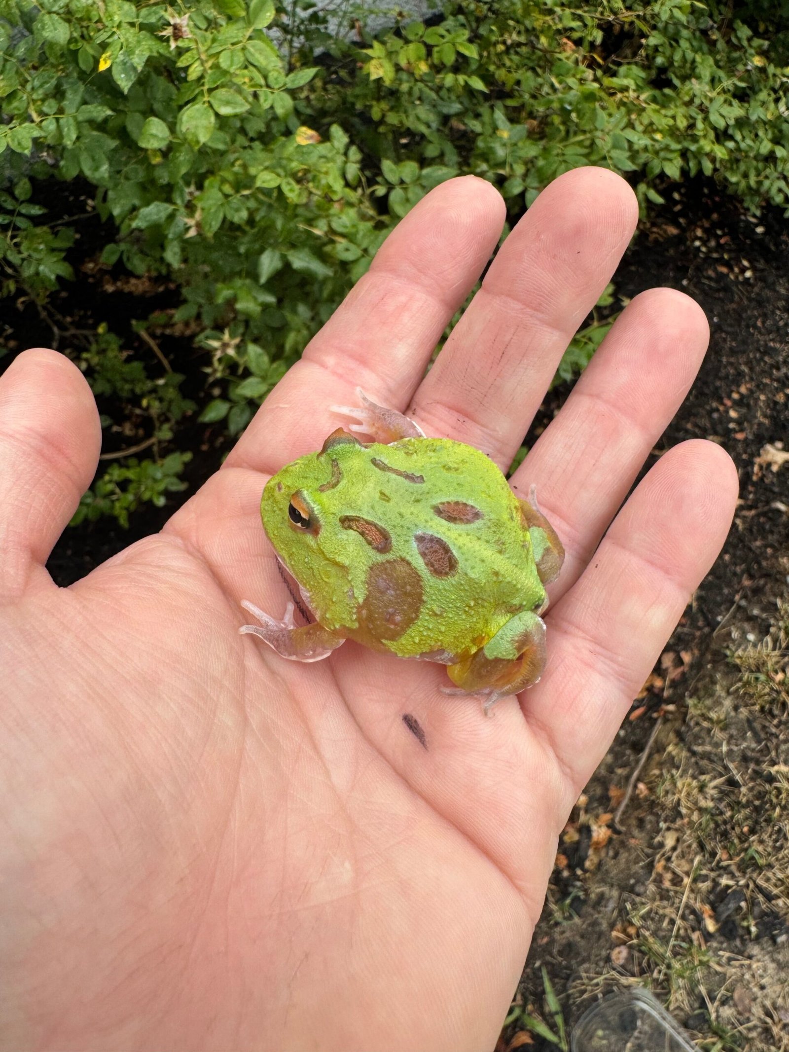 Mutant Pacman Frog #2 (Ceratophrys cranwelli) - Image 2