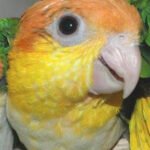 White Belly Caique