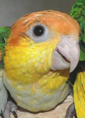 White Belly Caique