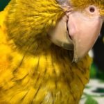 Conure Golden aka Queen of Bavaria