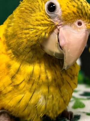 Conure Golden aka Queen of Bavaria