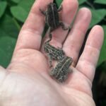 Oak Toad Adults (Anaxyrus quercicus)