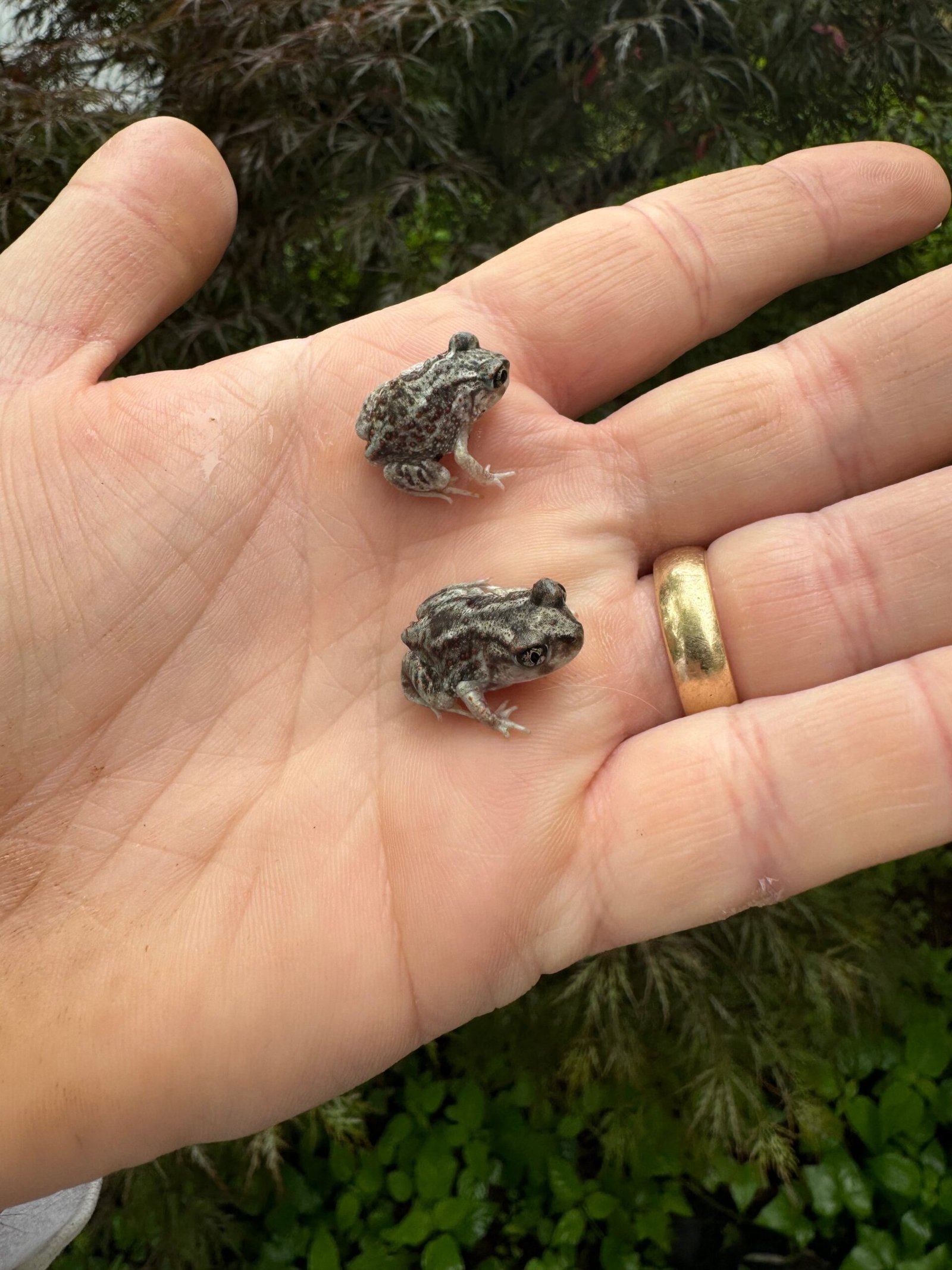 Eastern Spadefoot Toad CB Babies (Scaphiopus holbrookii) - Image 4