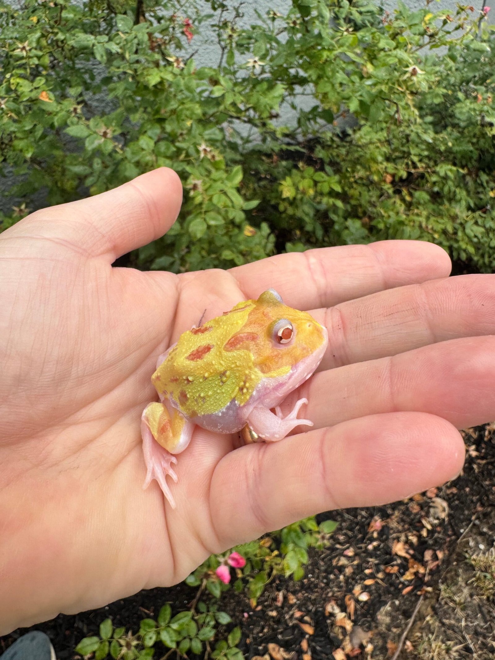 Mutant Pacman Frog #3 (Ceratophrys cranwelli) - Image 2