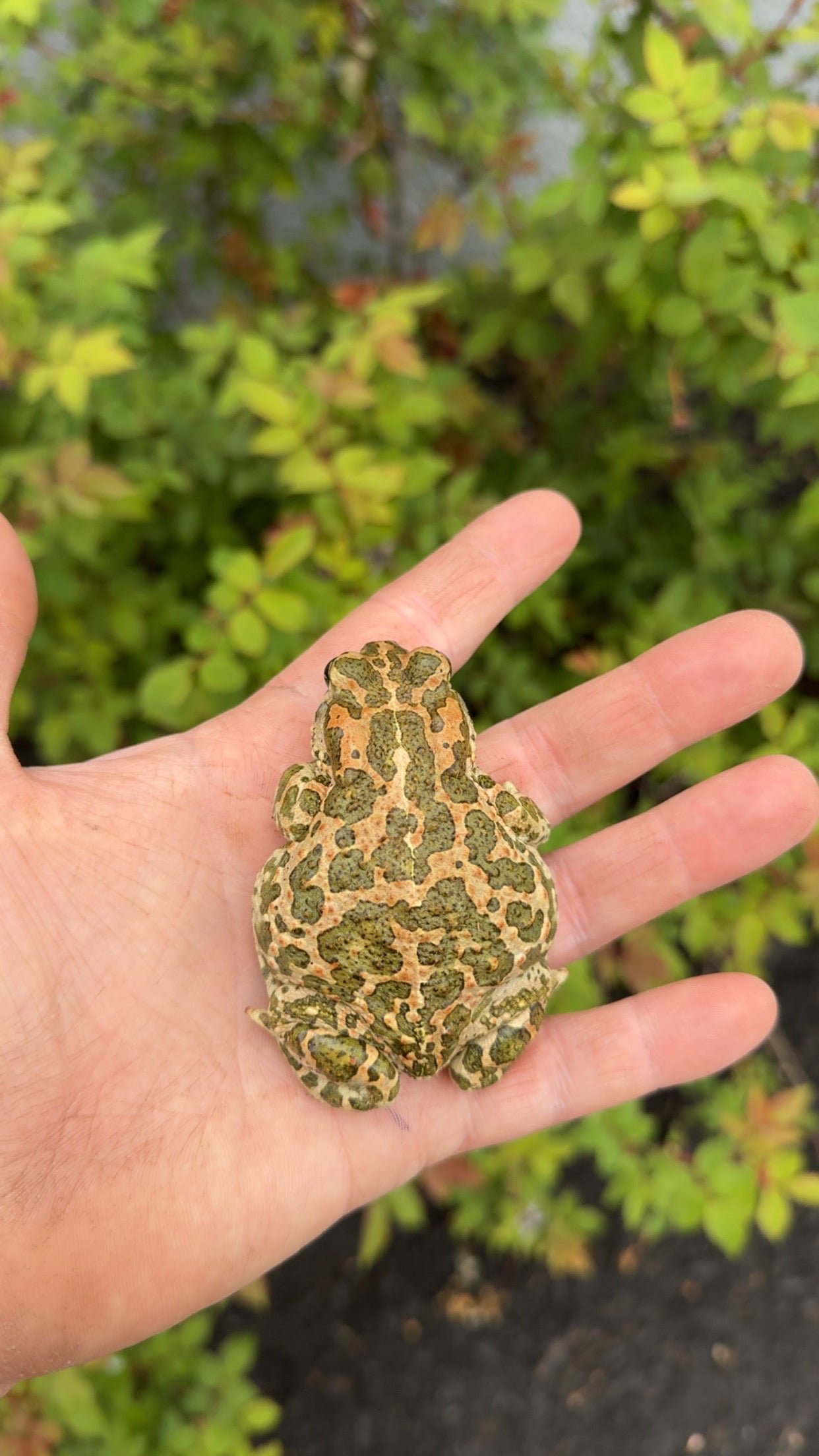 Egyptian Giant Green Toads (Sclerophrys regularis) - Image 2