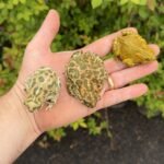 Egyptian Giant Green Toads (Sclerophrys regularis)