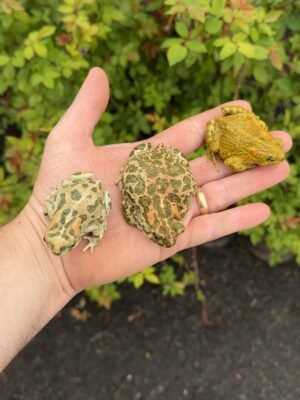 Egyptian Giant Green Toads (Sclerophrys regularis)