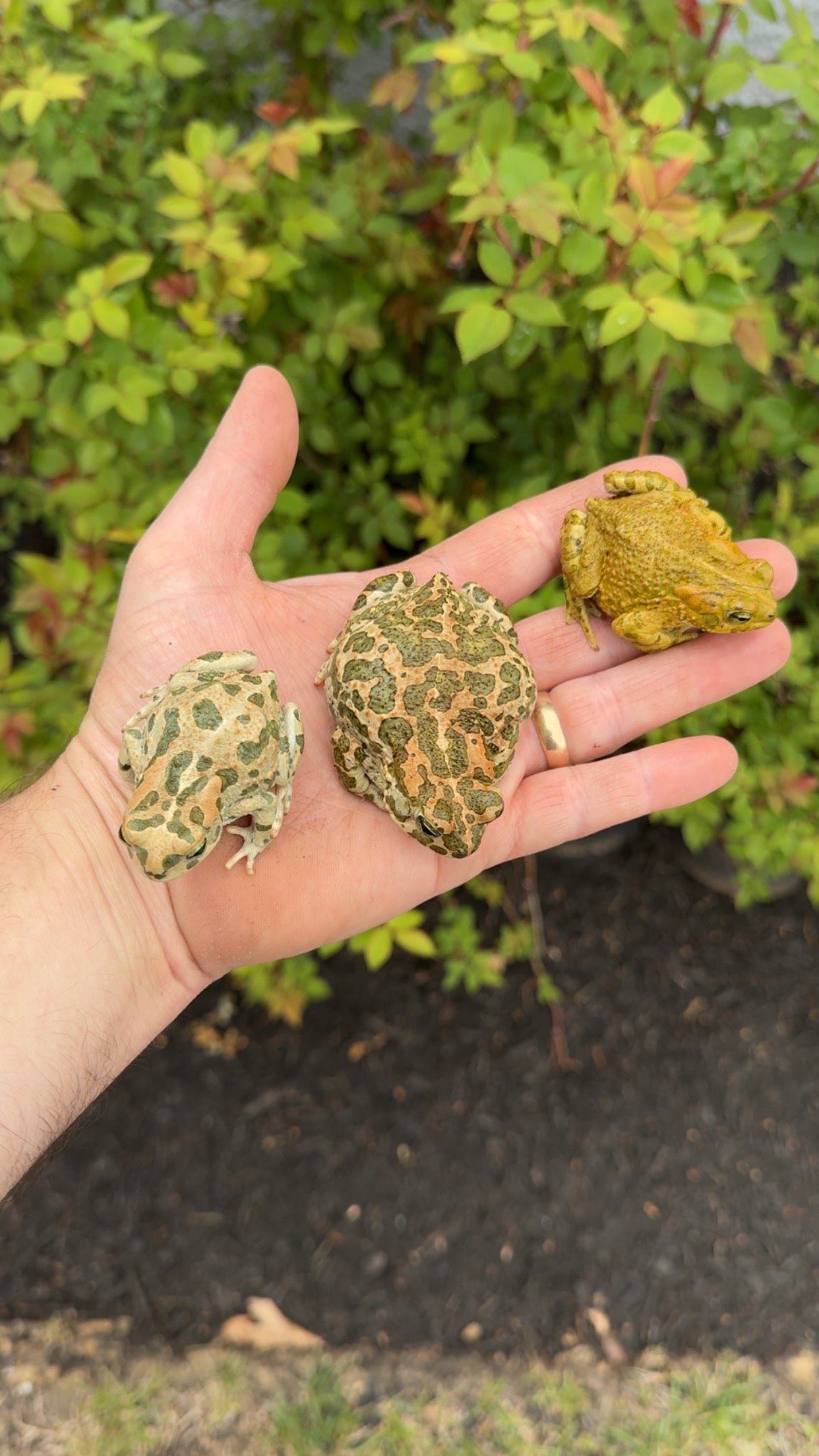 Egyptian Giant Green Toads (Sclerophrys regularis)
