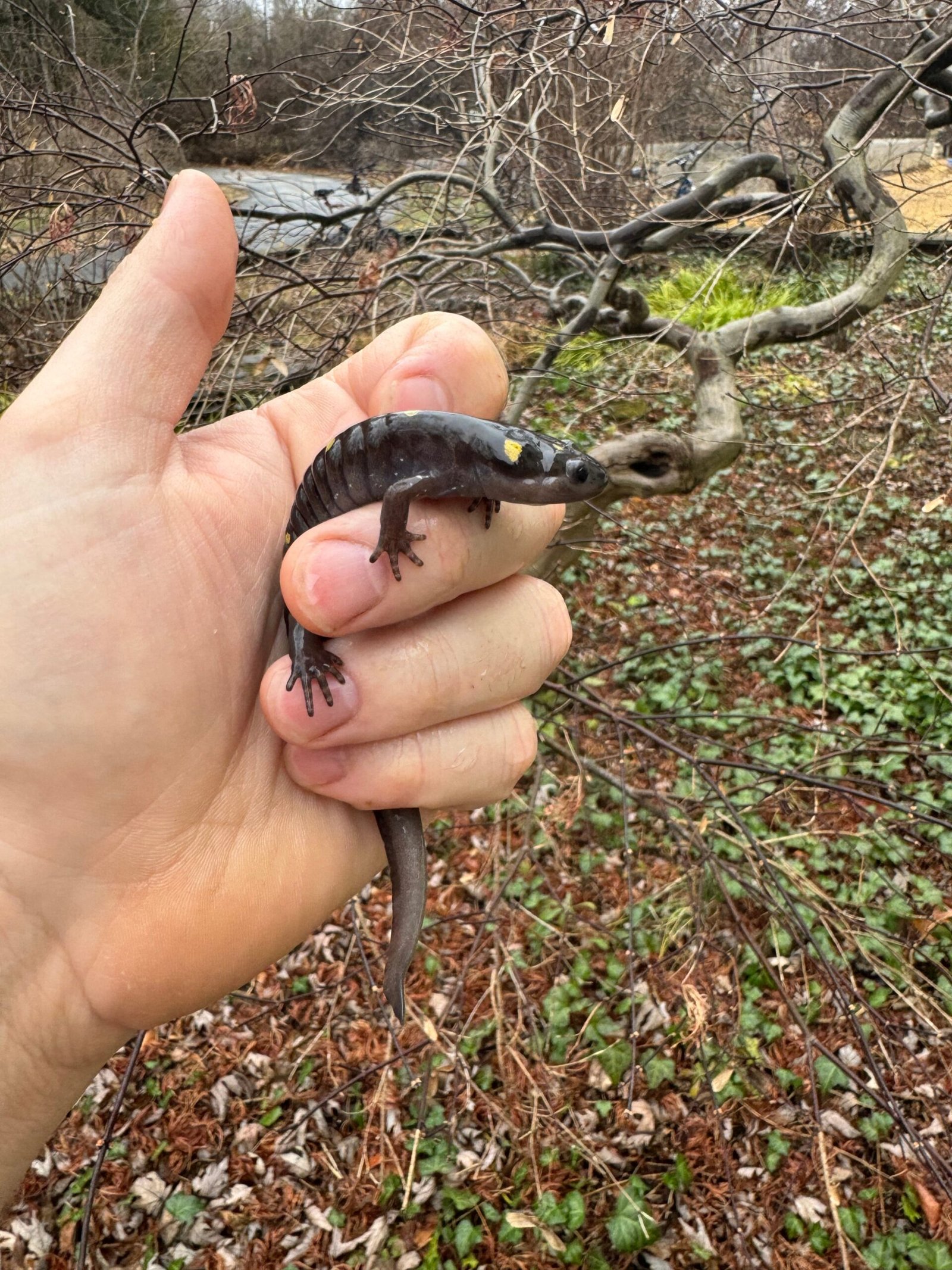 Spotted Salamanders (Ambystoma maculatum) - Image 3