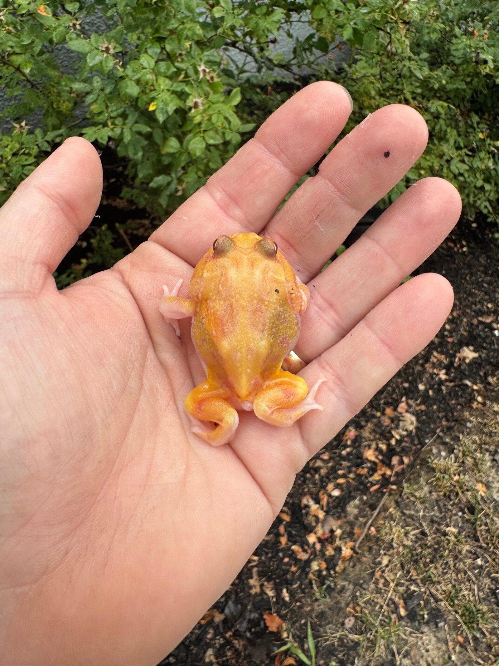 Mutant Pacman Frog #4 (Ceratophrys cranwelli) - Image 7