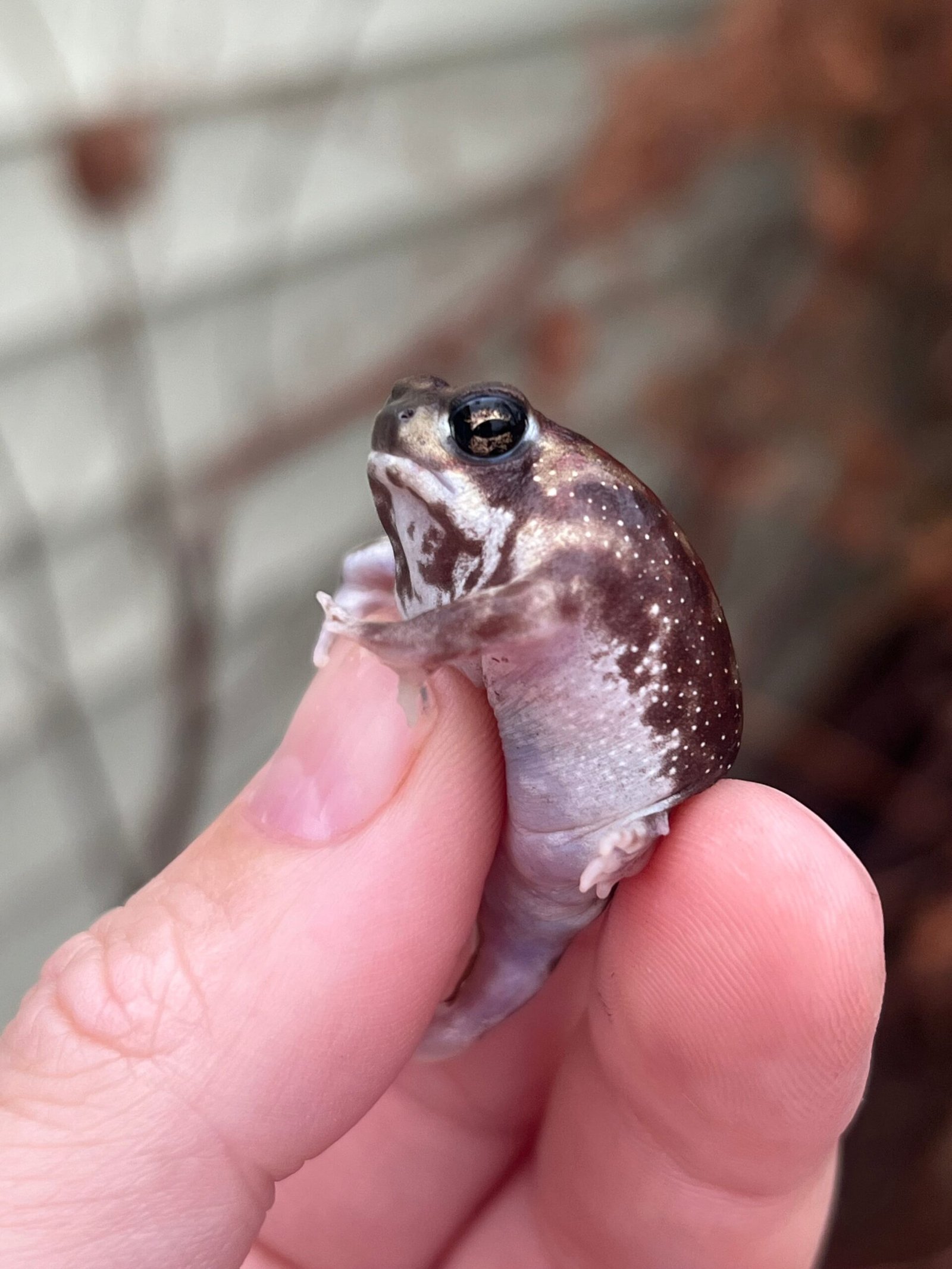 Mozambique Rain Frogs (Breviceps adspersus) - Image 2