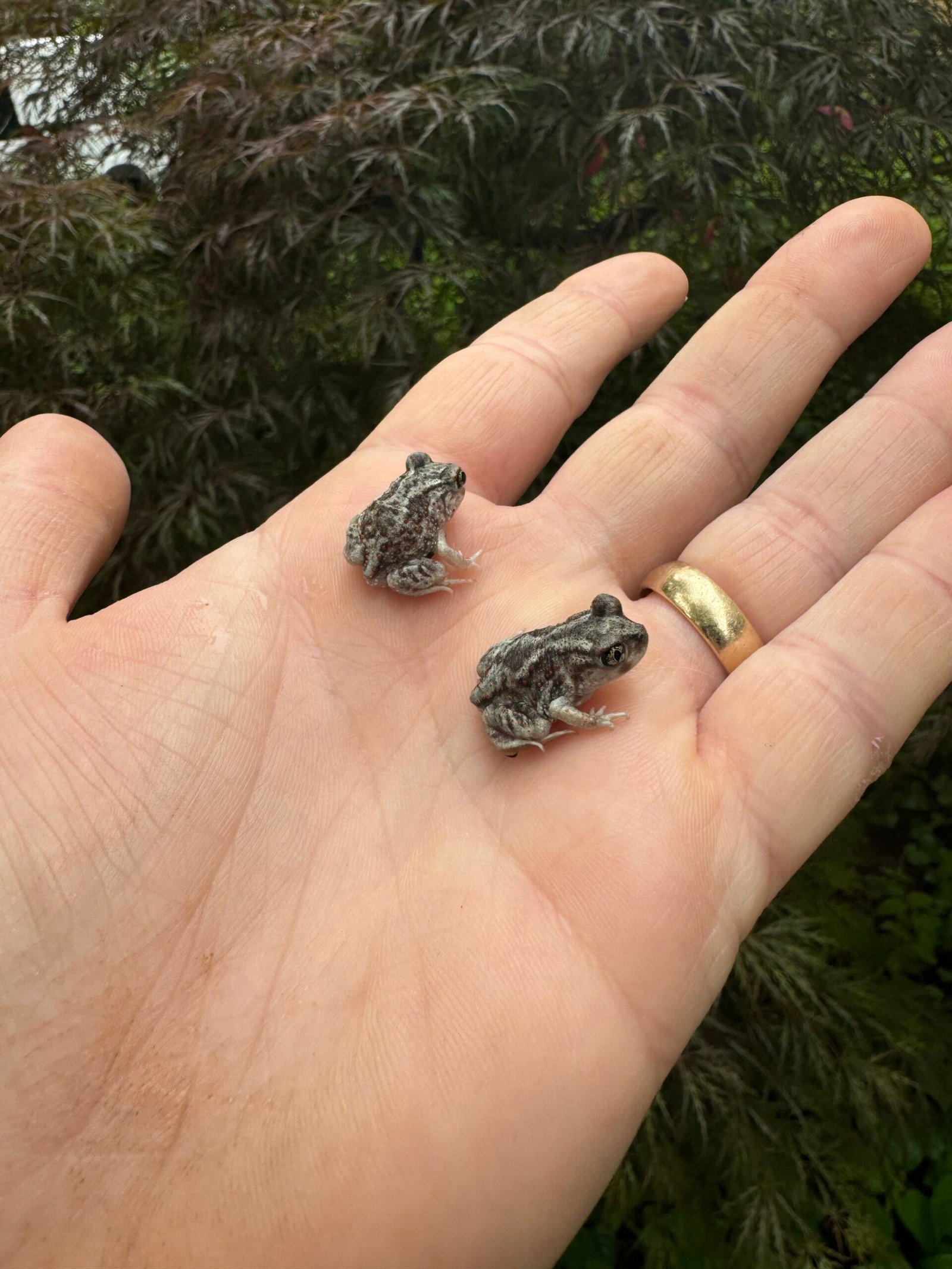 Eastern Spadefoot Toad CB Babies (Scaphiopus holbrookii) - Image 3