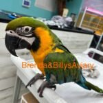 Macaw - Milliquin