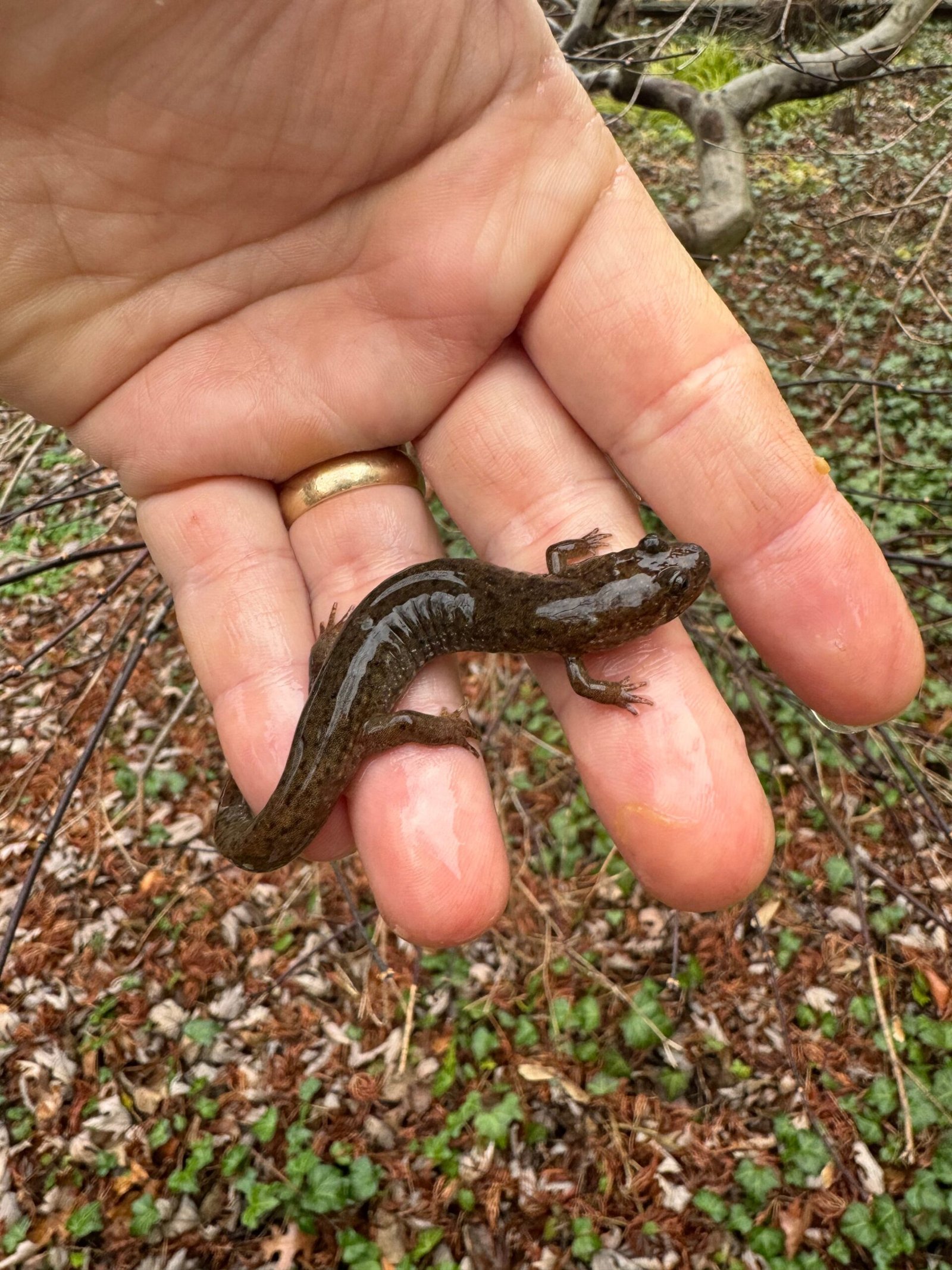 Seal Salamander (Desmognathus monticola) - Image 3
