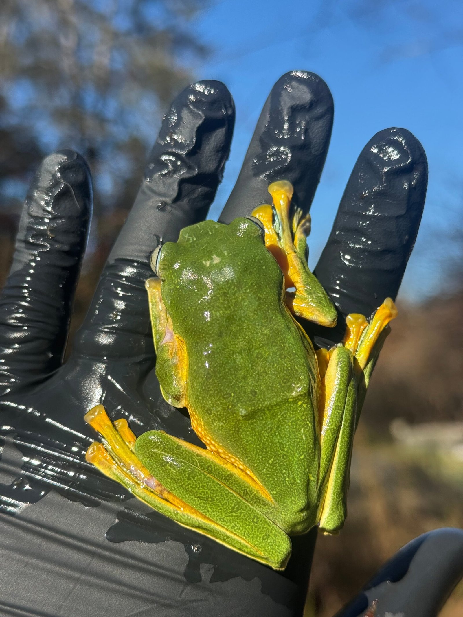 Black Webbed Flying Frog (Rhacophorus rheinwardti) - Image 5