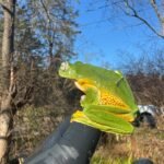 Black Webbed Flying Frog (Rhacophorus rheinwardti)