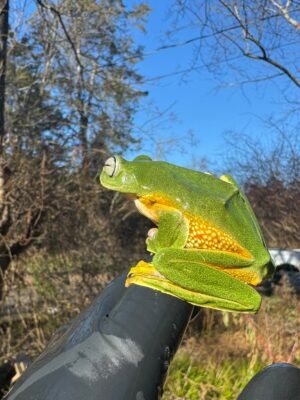 Black Webbed Flying Frog (Rhacophorus rheinwardti)