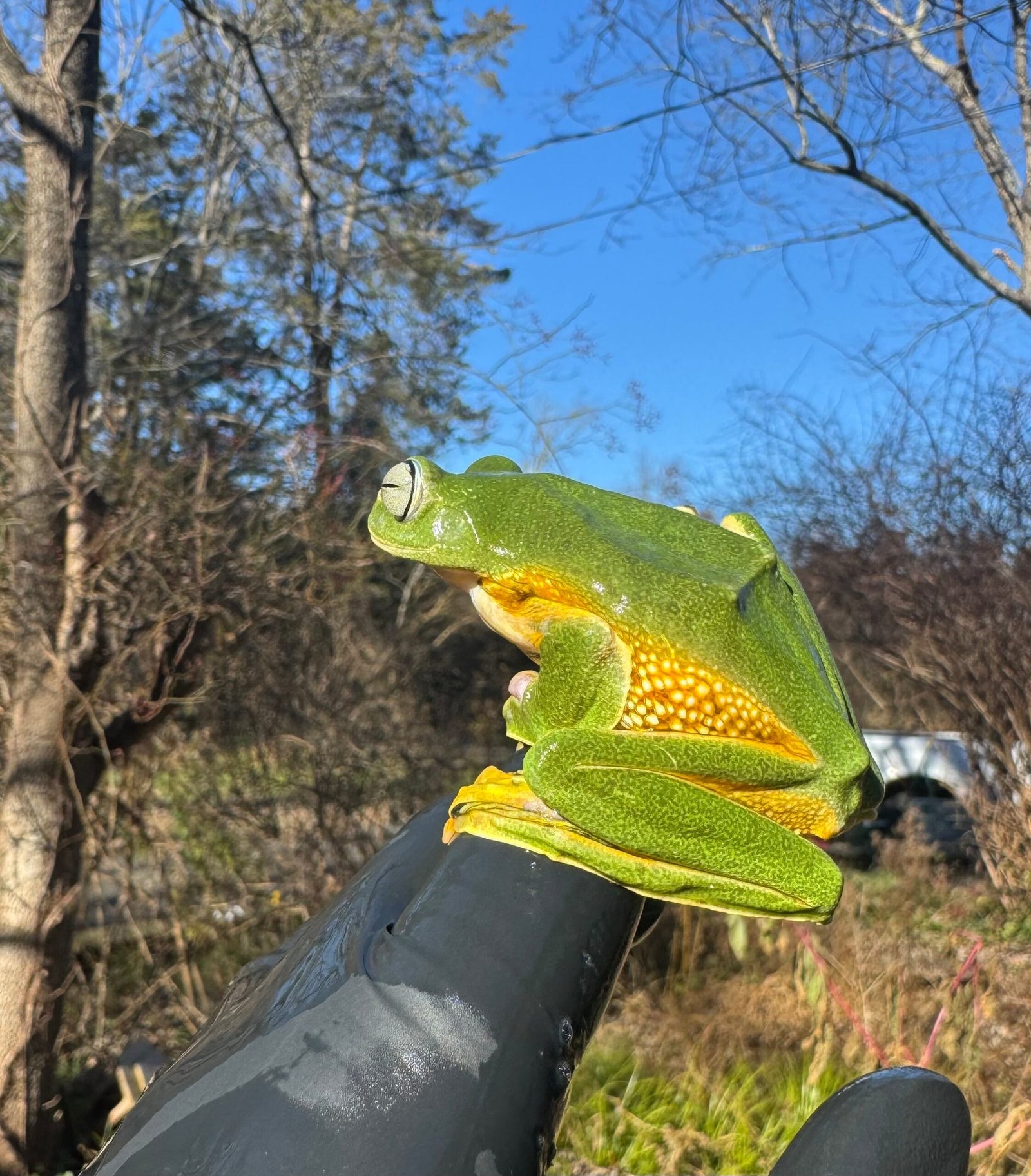 Black Webbed Flying Frog (Rhacophorus rheinwardti)