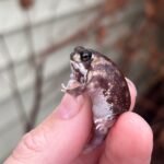 Mozambique Rain Frogs (Breviceps adspersus)