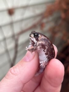 Mozambique Rain Frogs (Breviceps adspersus)