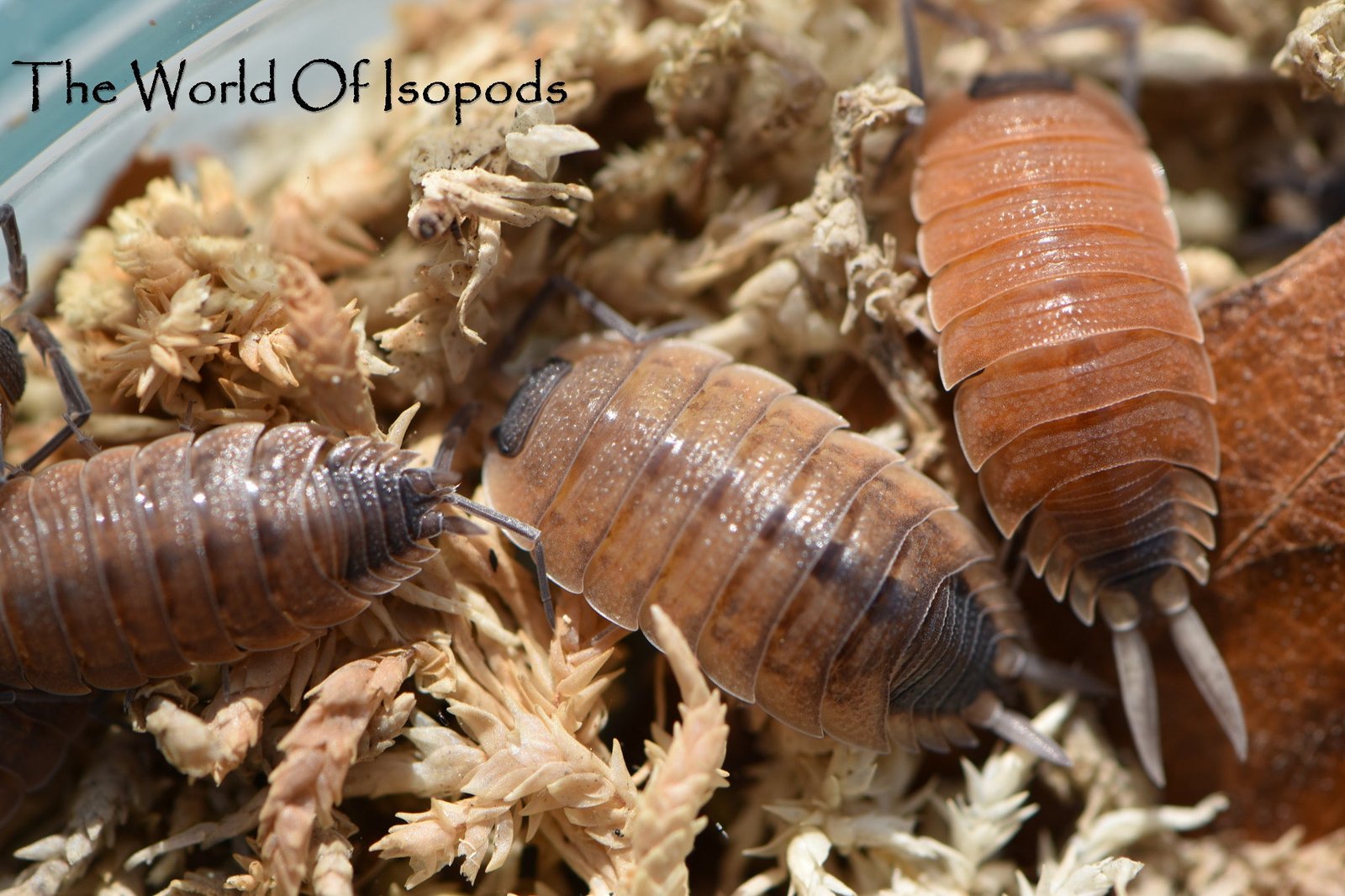 P. Silverstris - Image 2