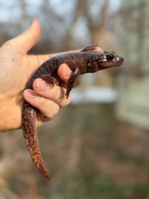 Coastal Giant Salamander CB Adult Females (Dicamptodon tenebrosus)