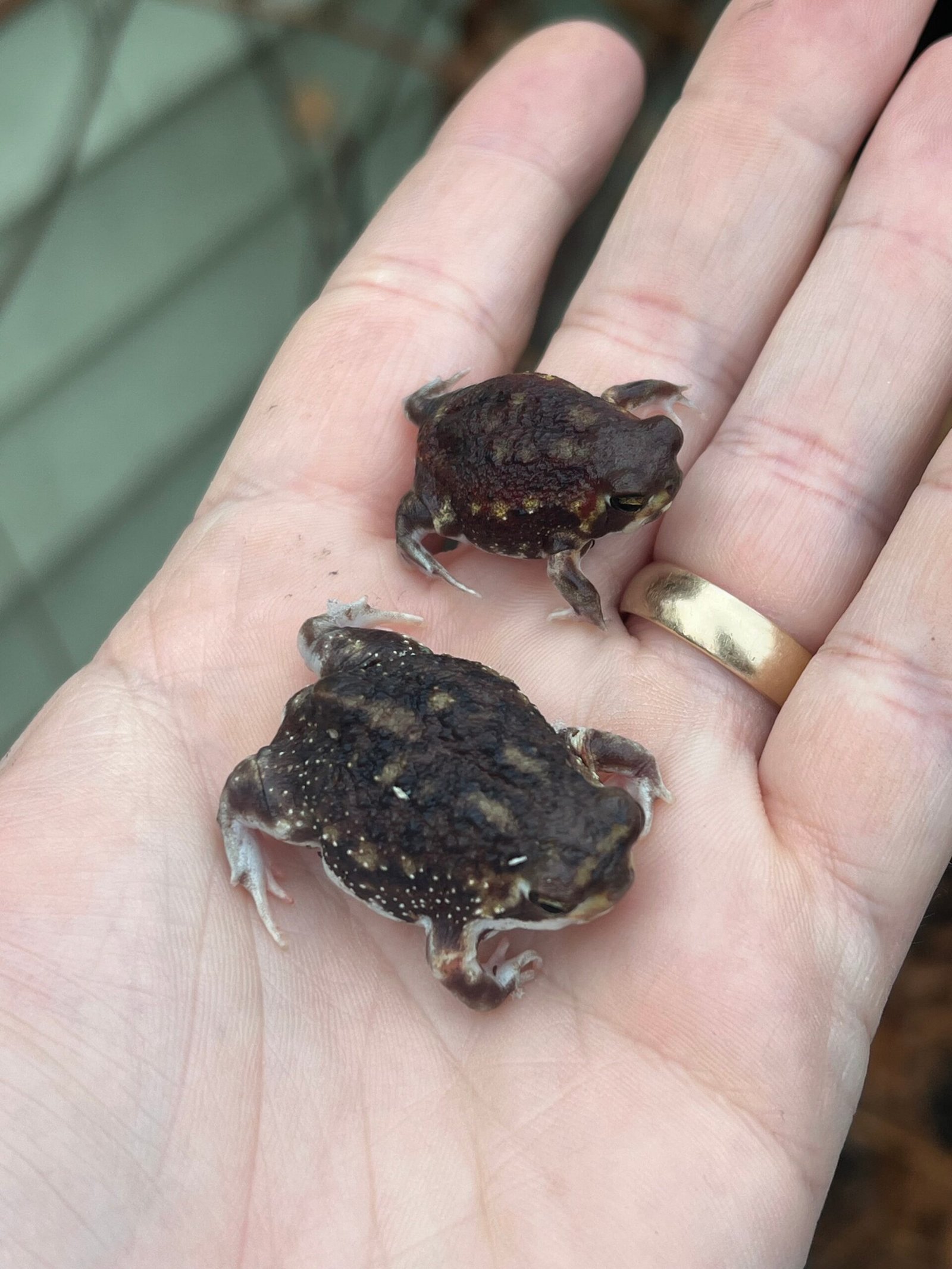 Mozambique Rain Frogs (Breviceps adspersus) - Image 12