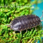 Giant Canyons Sp. Dilatatus