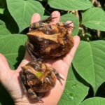 Brazilian Horned Frog Adult Pair #1 (Ceratophrys aurita)