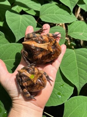 Brazilian Horned Frog Adult Pair #1 (Ceratophrys aurita)