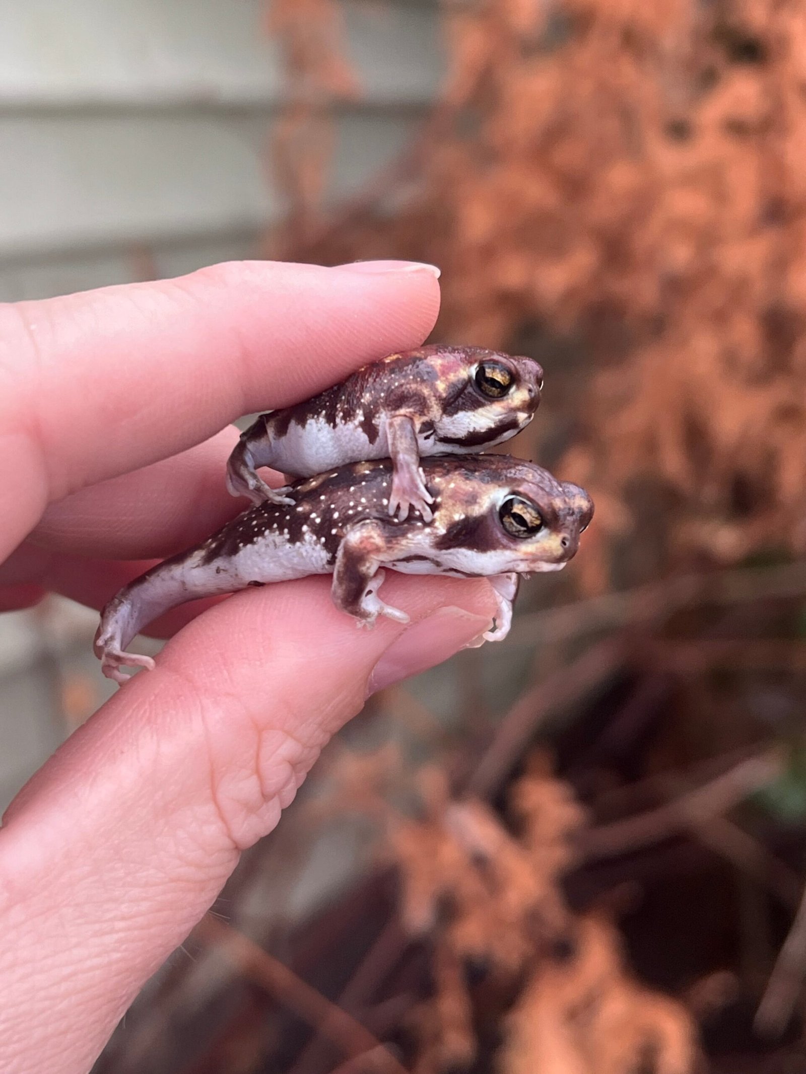 Mozambique Rain Frogs (Breviceps adspersus) - Image 8