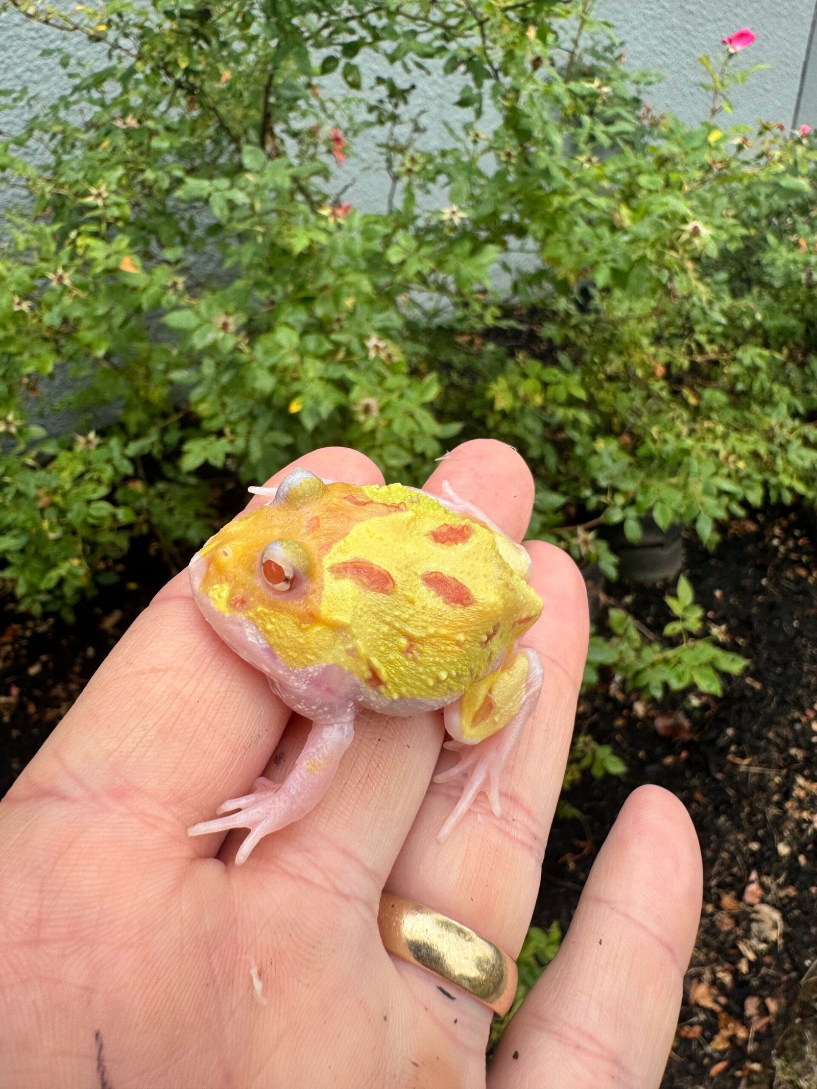 Mutant Pacman Frog #3 (Ceratophrys cranwelli) - Image 3