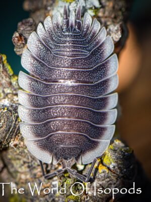 P. Werneri