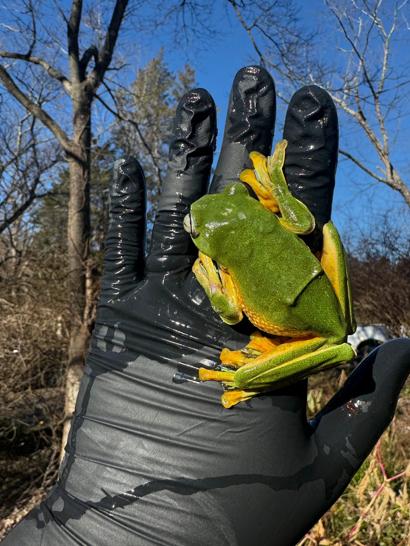 Black Webbed Flying Frog (Rhacophorus rheinwardti) - Image 4