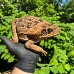 Suriname Giant Marine Toad Female #1 (Bufo marinus)