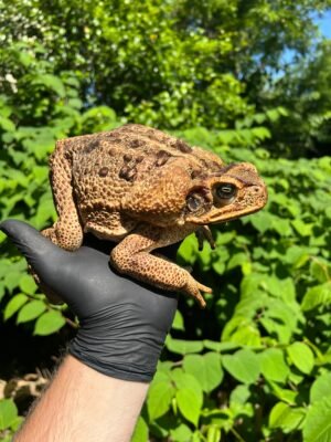 Suriname Giant Marine Toad Female #1 (Bufo marinus)
