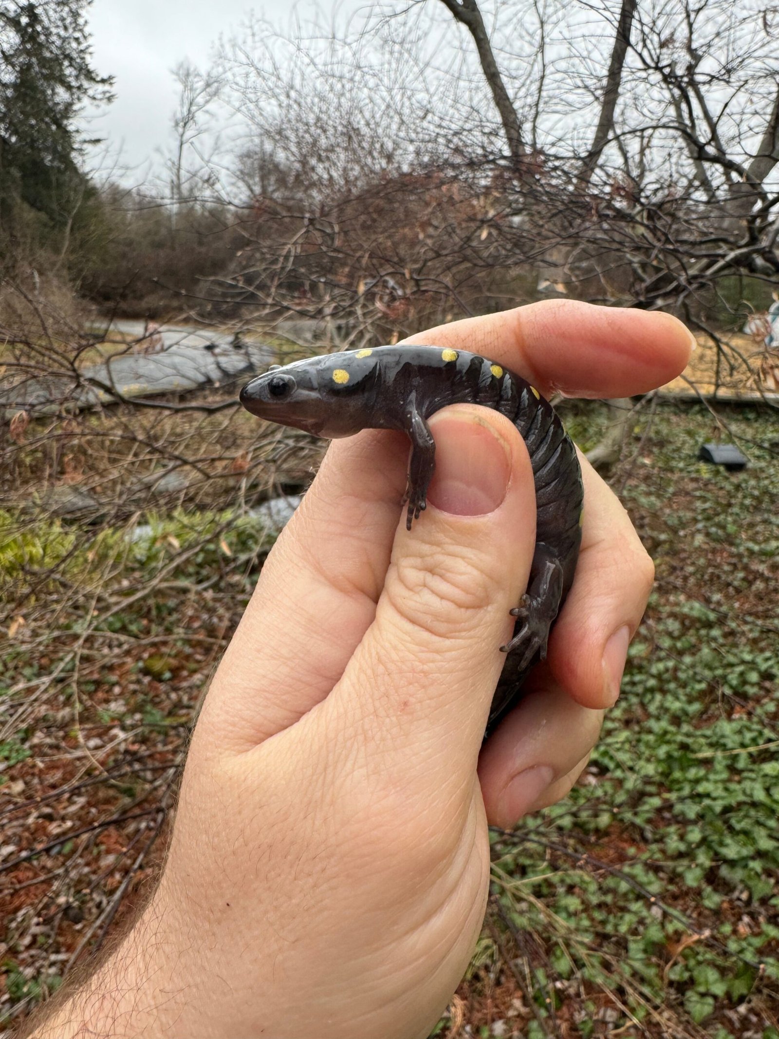 Spotted Salamanders (Ambystoma maculatum) - Image 2
