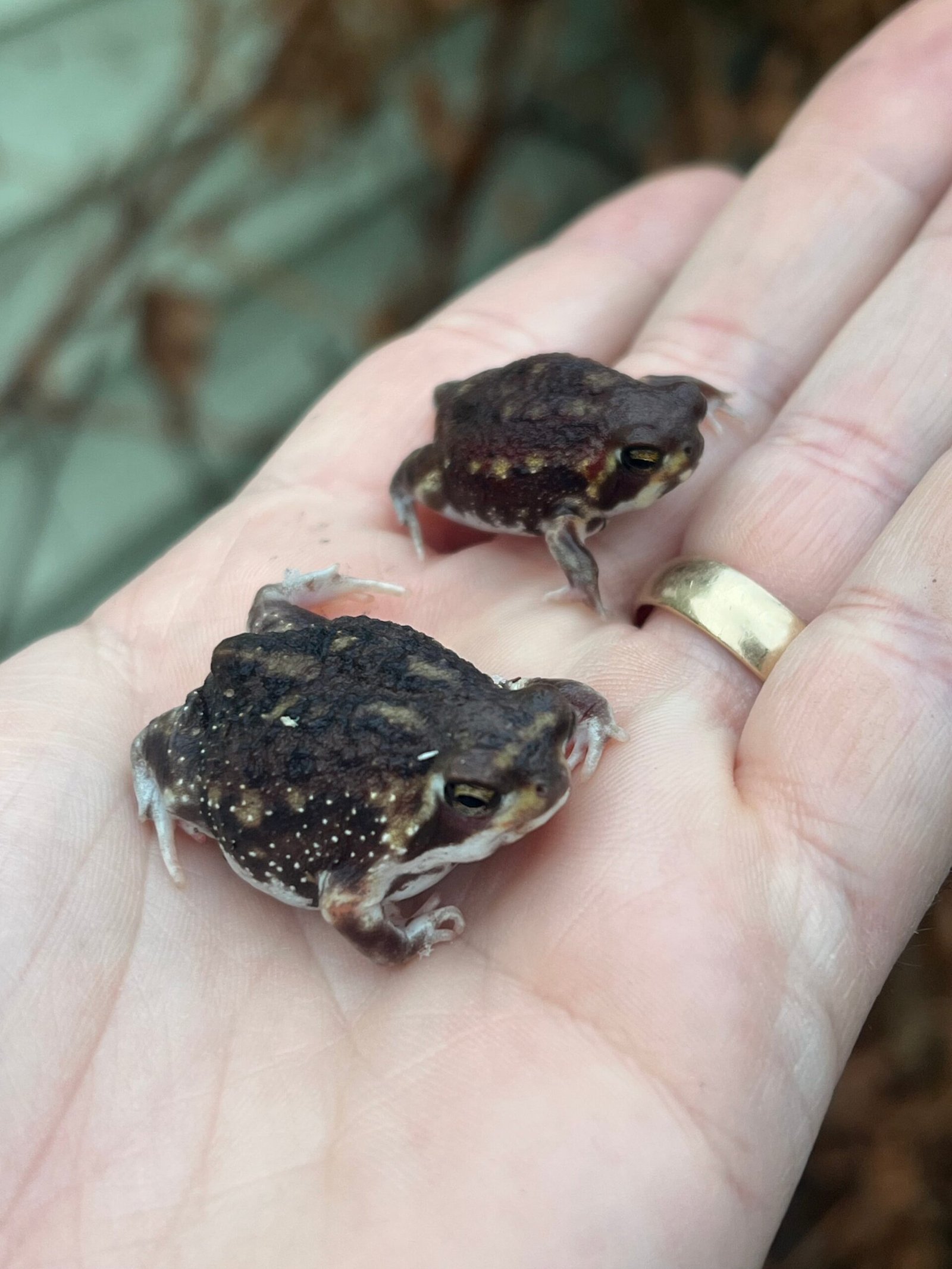 Mozambique Rain Frogs (Breviceps adspersus) - Image 11