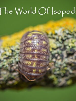 Granulatums