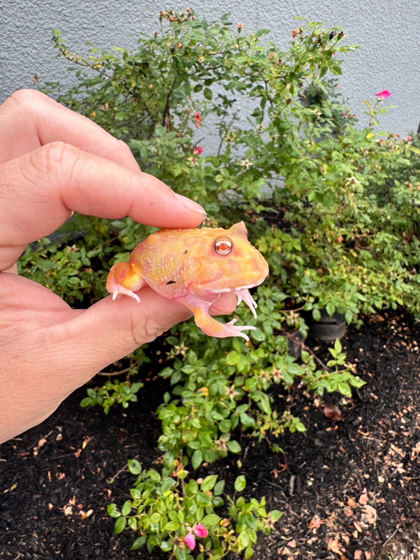 Mutant Pacman Frog #4 (Ceratophrys cranwelli) - Image 3