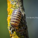 Armadillo officinalis "Sicily Giant"