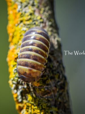 Armadillo officinalis "Sicily Giant"