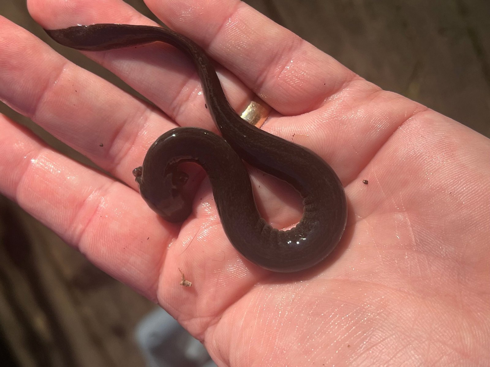 Lesser Dwarf Siren (Siren intermedia) - Image 7