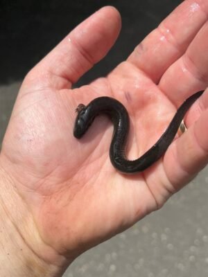 Greater Siren CB Babies (Siren lacertina)
